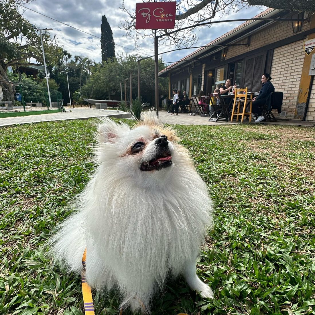 Cachorrinho spitz no gramado em frente ao By Cuca, com a placa do restaurante e clientes nas mesas ao fundo